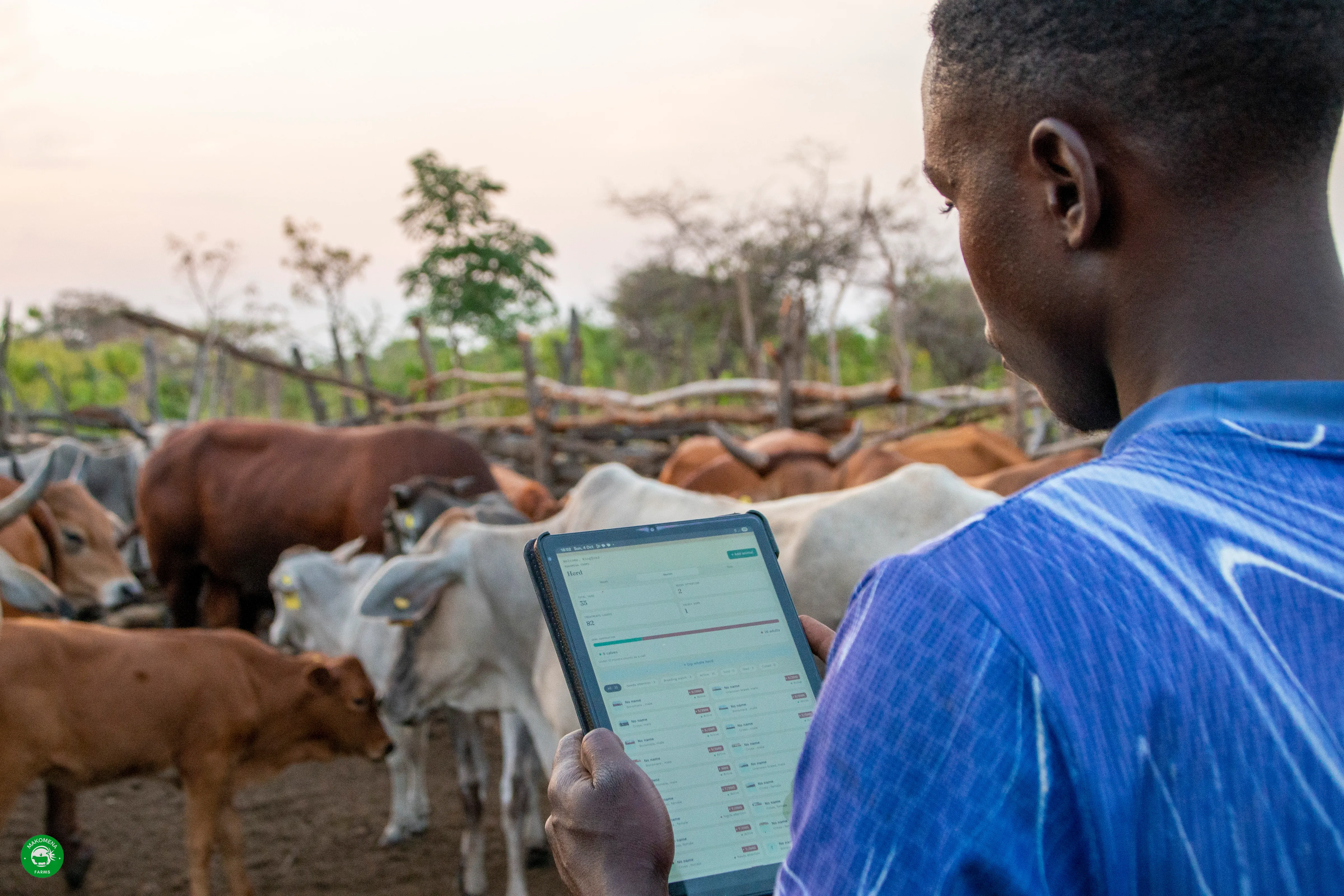 A farm worker at a cattle kraal at dusk, checking the herd on a tablet while the cattle stand penned behind him.